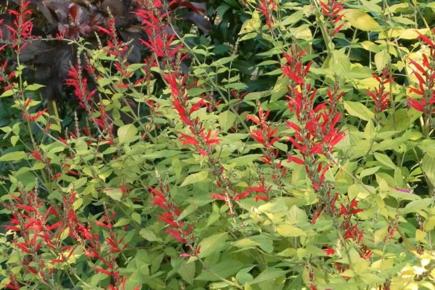 un buisson de Sauge Ananas annuelle