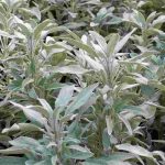 Sauge officinale : une plante à cultiver pour ses bienfaits sur la santé