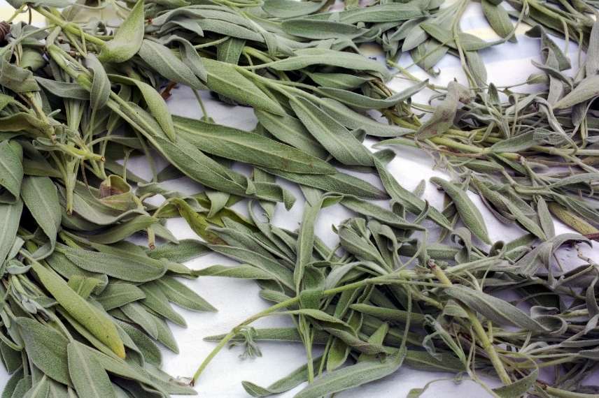 sauge officinale effets thérapeutiques