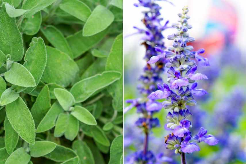 sauge officinale propriétés thérapeutiques