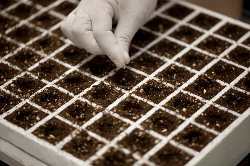 semis ratés : que faire ?