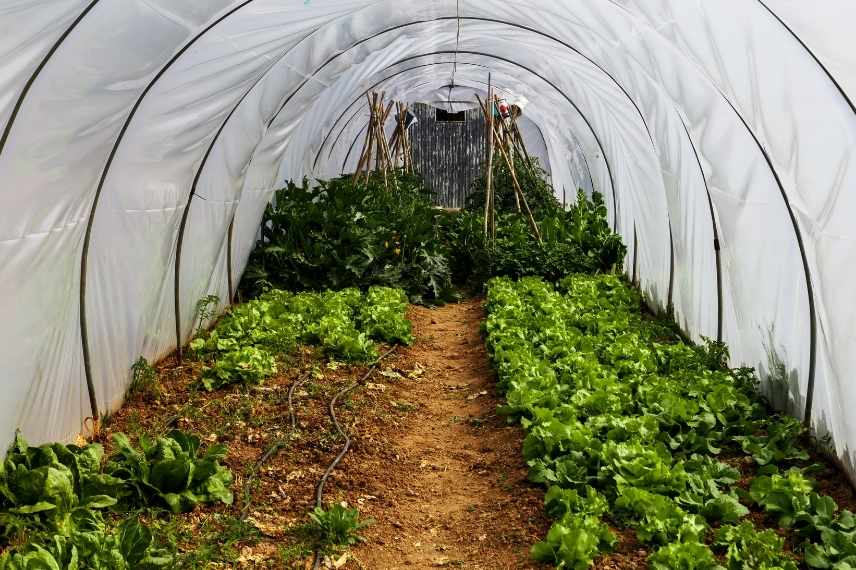 serre quels légumes y cultiver ?