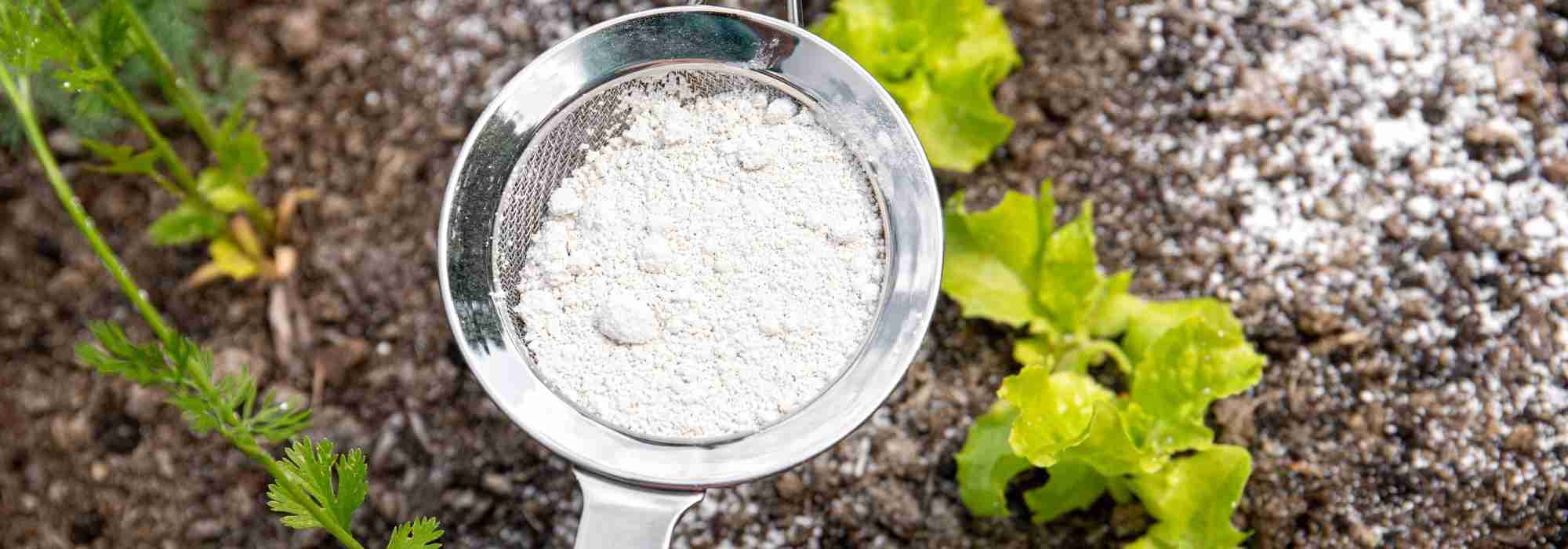 Comment utiliser la terre de diatomée au jardin ?