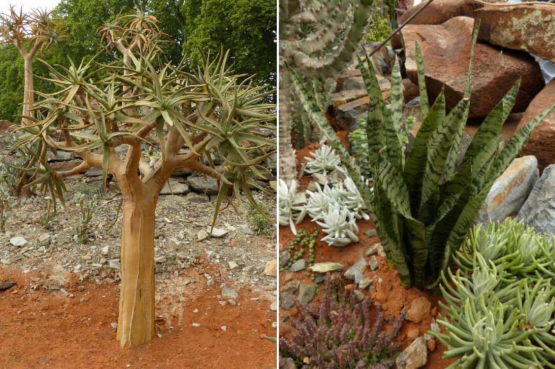 Chelsea Flower Show 2025 - Karoo Succulent Garden