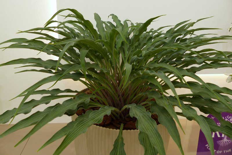 RHS Chelsea Plant of The Year 2025 - Hosta 'Silly String'