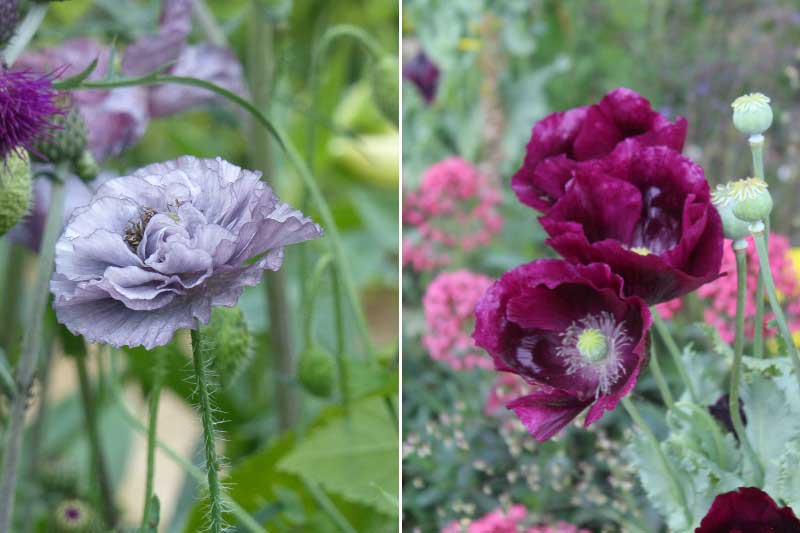 RHS Chelsea Flower Show - Coquelicot 'Amazing Grey' et Pavot 'Lauren's Grape'