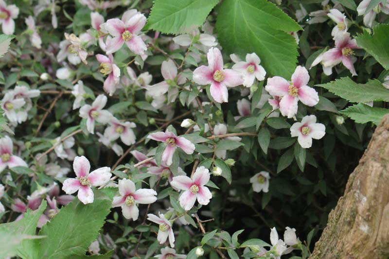 RHS Chelsea Plant of The Year 2025 - Philadelphus 'Petite Perfume Pink'