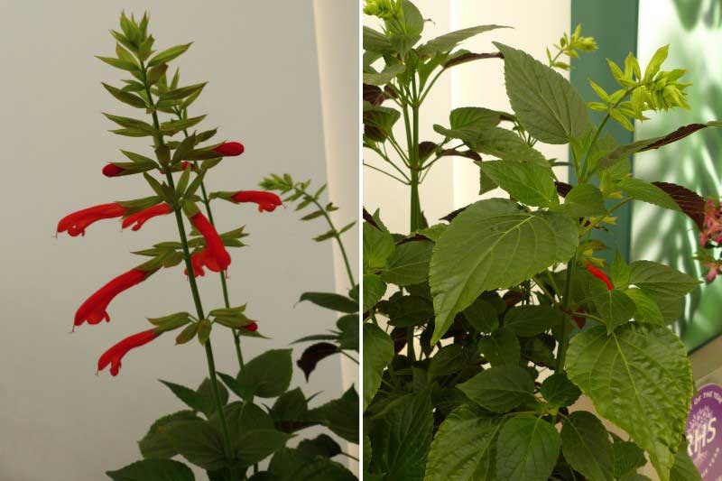 RHS Chelsea Plant of The Year 2025 - Salvia 'Tropicolour Sunrise'