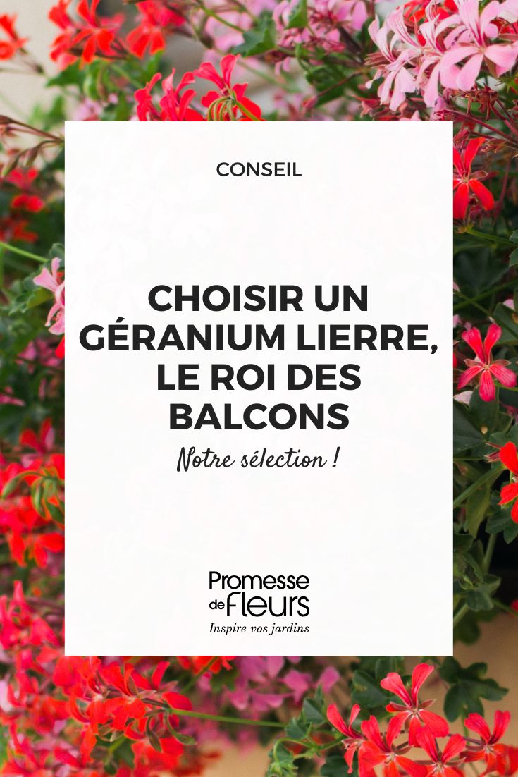 Notre sélection de géranium lierre