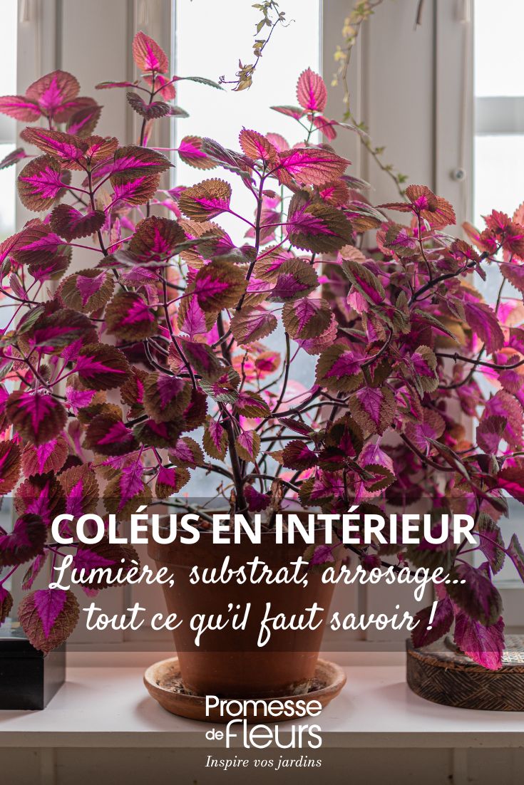 cultiver le coleus en intérieur