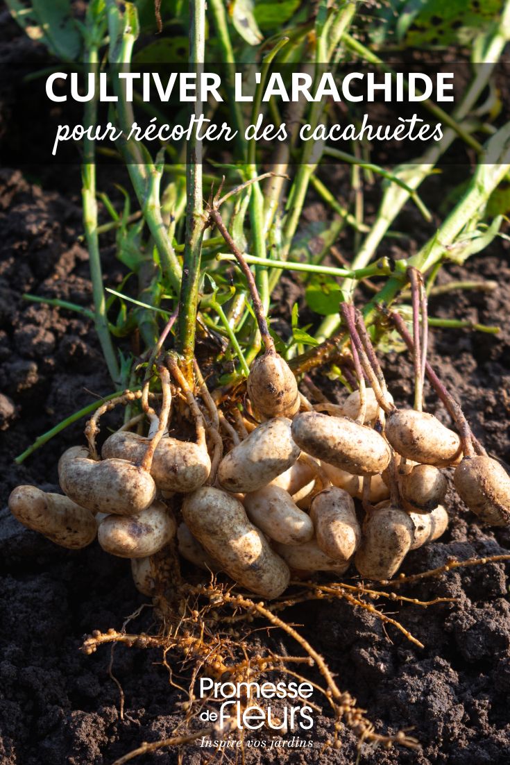 culture de l'arachide