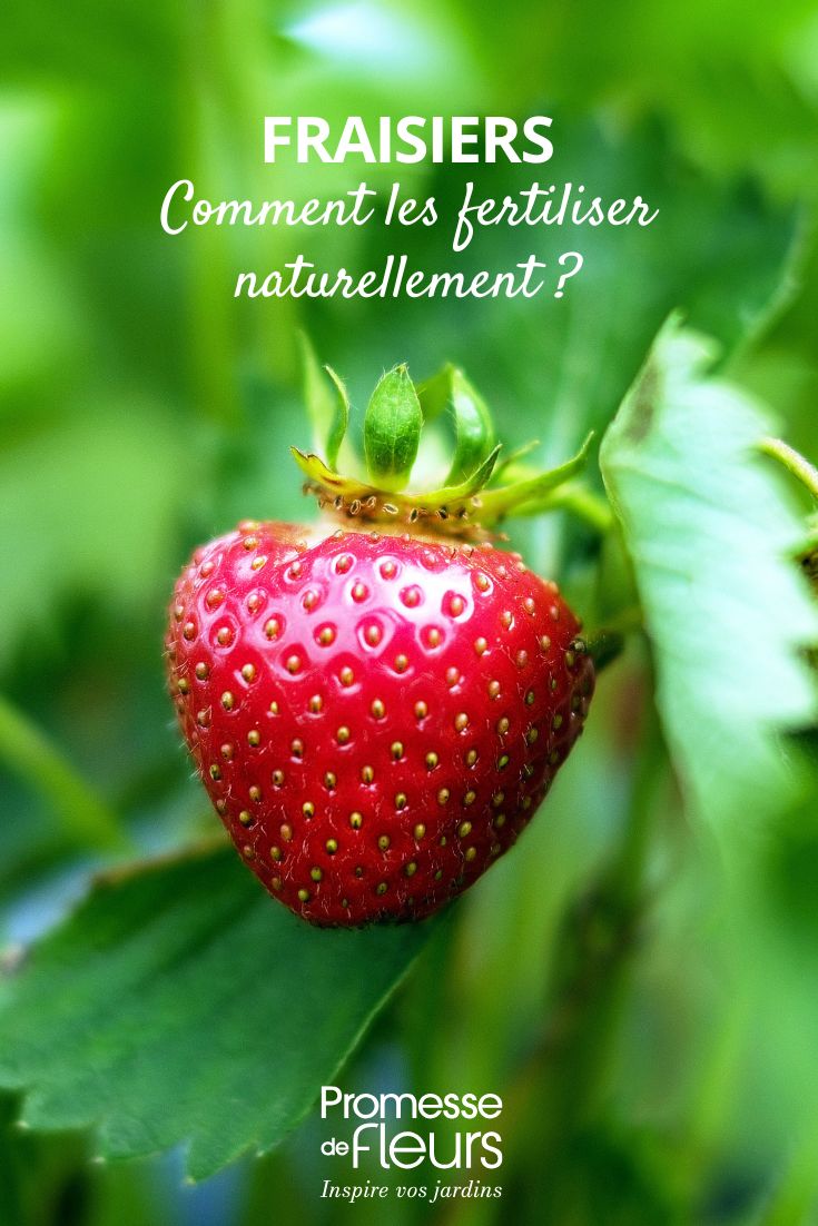 Enrichir et fertiliser les plants de fraises