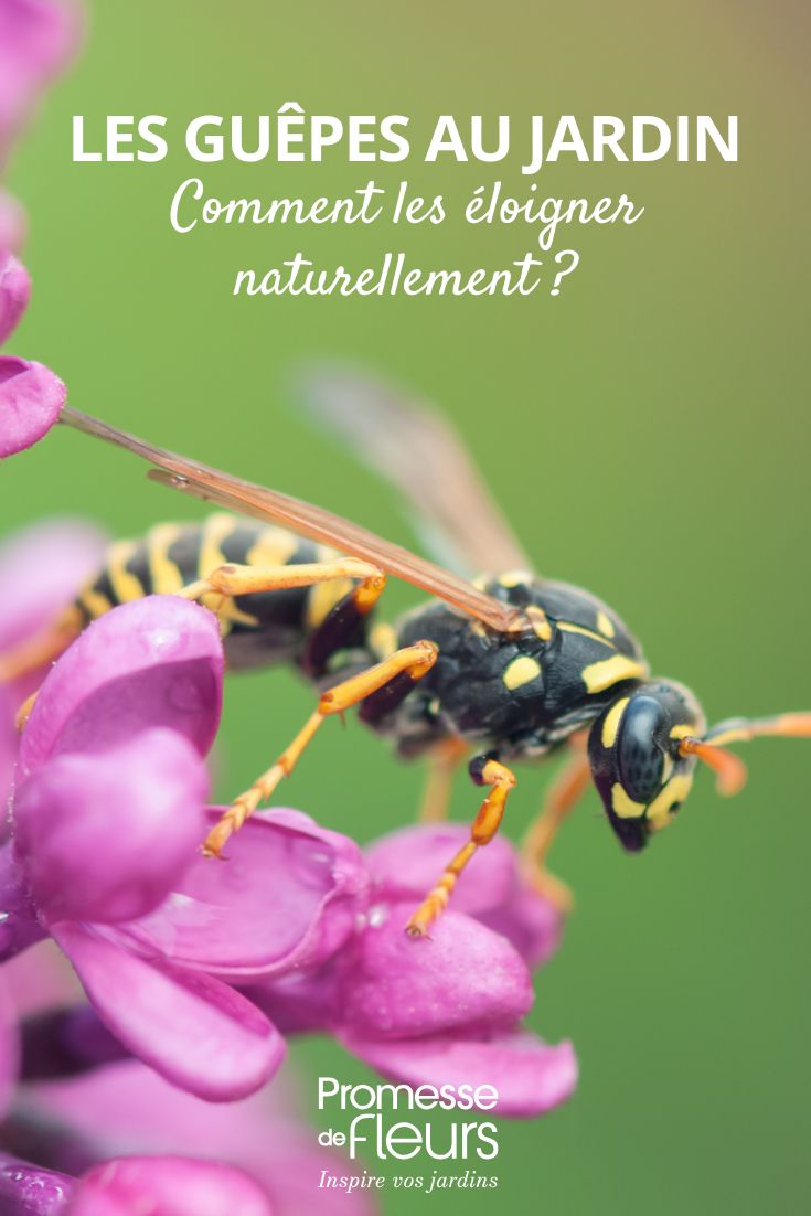 repousser les guepes au jardin