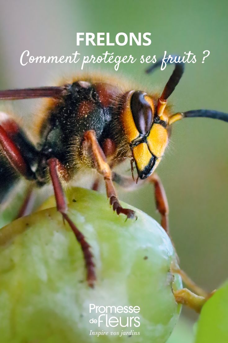 frelons : comment protéger ses arbres fruitiers