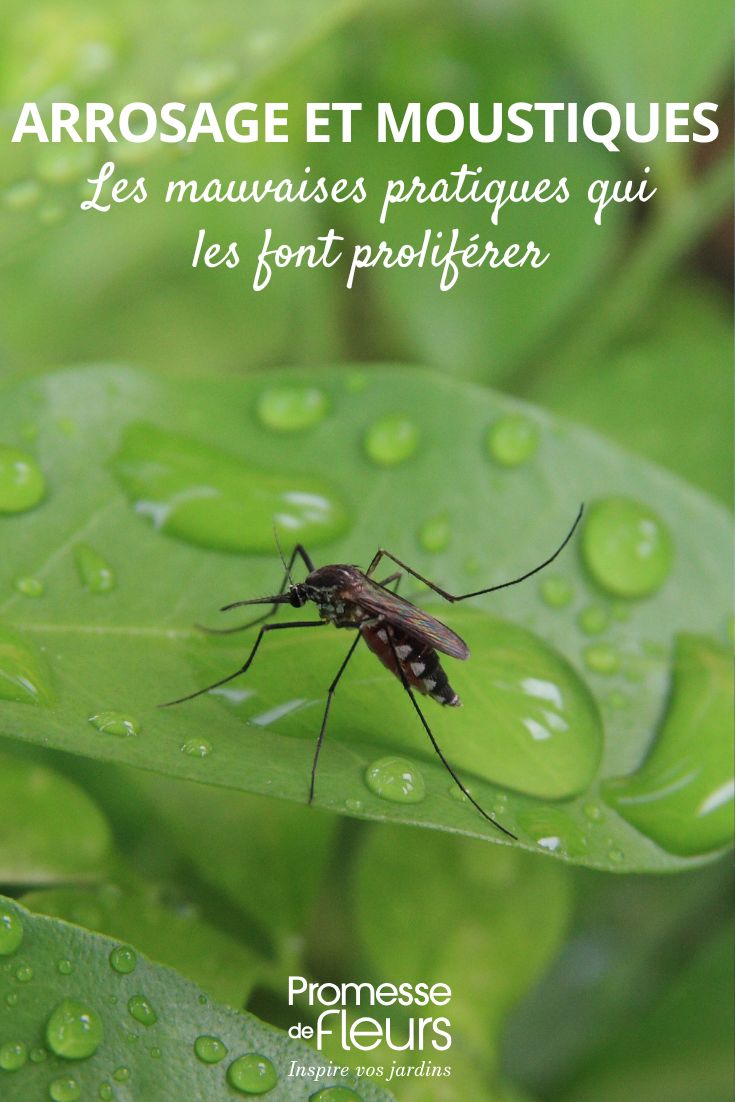 Arrosage : les mauvaises pratiques qui plaisent aux moustiques