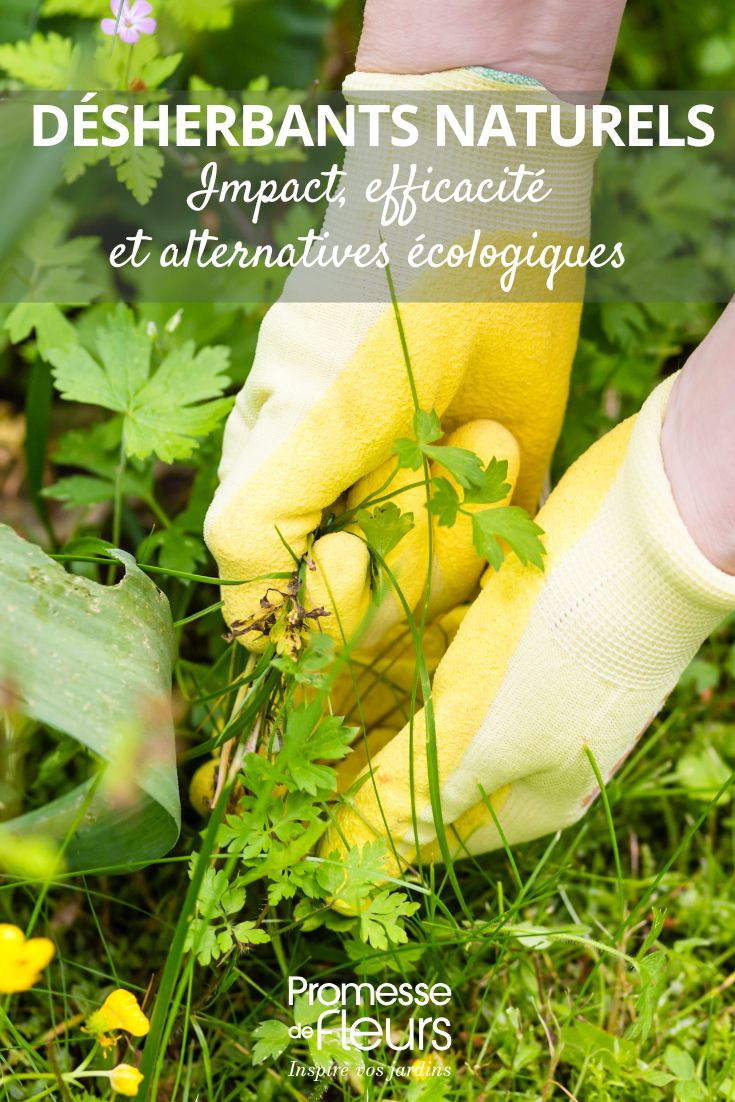 Les désherbants dits “naturels” : que contiennent-ils vraiment ?