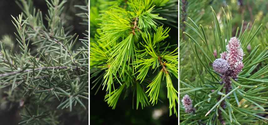 feuillage aciculaire definition