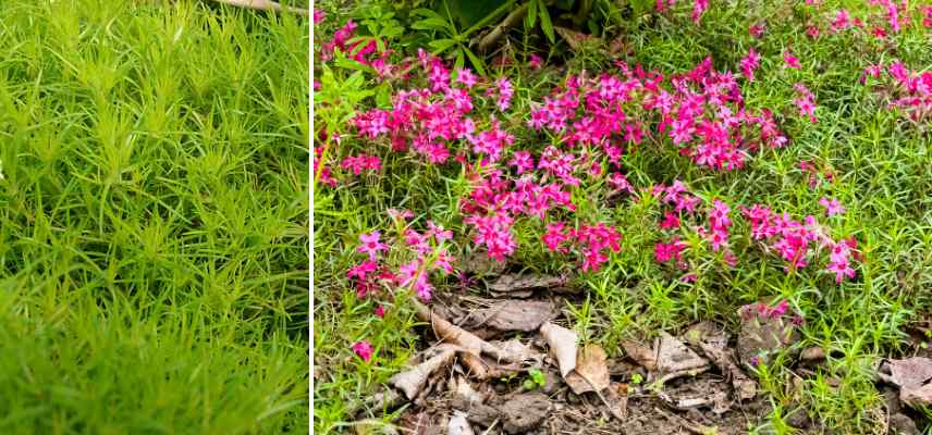 feuillage subule definition