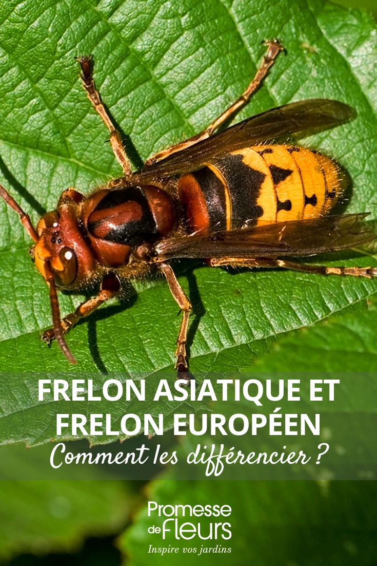 différencier les frelons asiatiques et européens