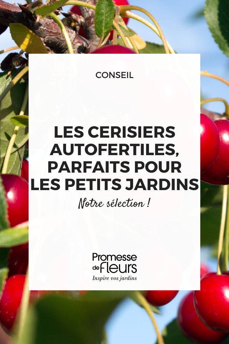 Les cerisiers autofertiles, notre sélection