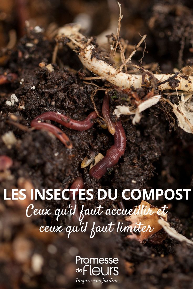 les insectes de notre compost
