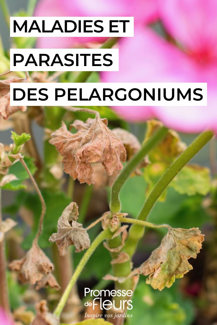 soigner les PELARGONIUMs