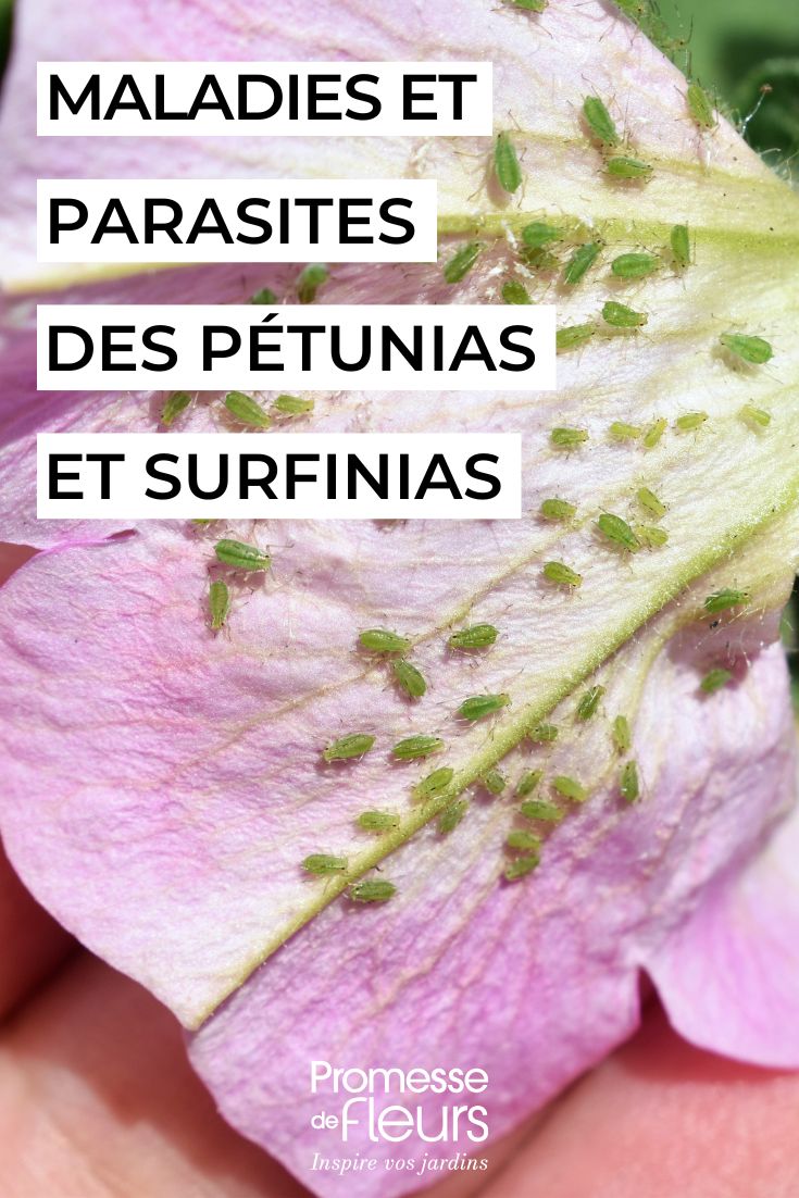 soigner Les pétunias et surfinias