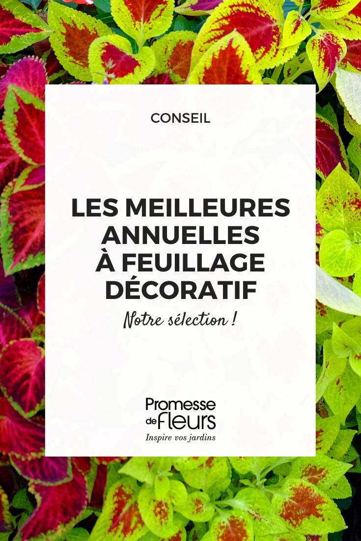 feuillages de coleus