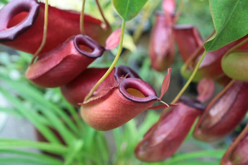 plantes carniovres Nepenthes