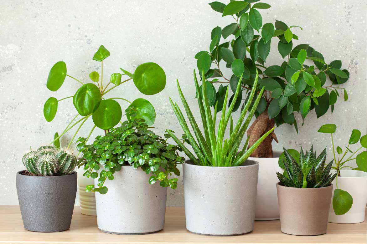Comment associer le Pilea