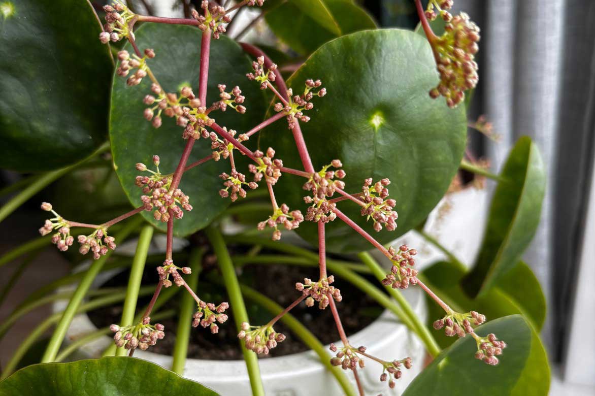 Fleurs de Pilea, plante à monnaie chinoise