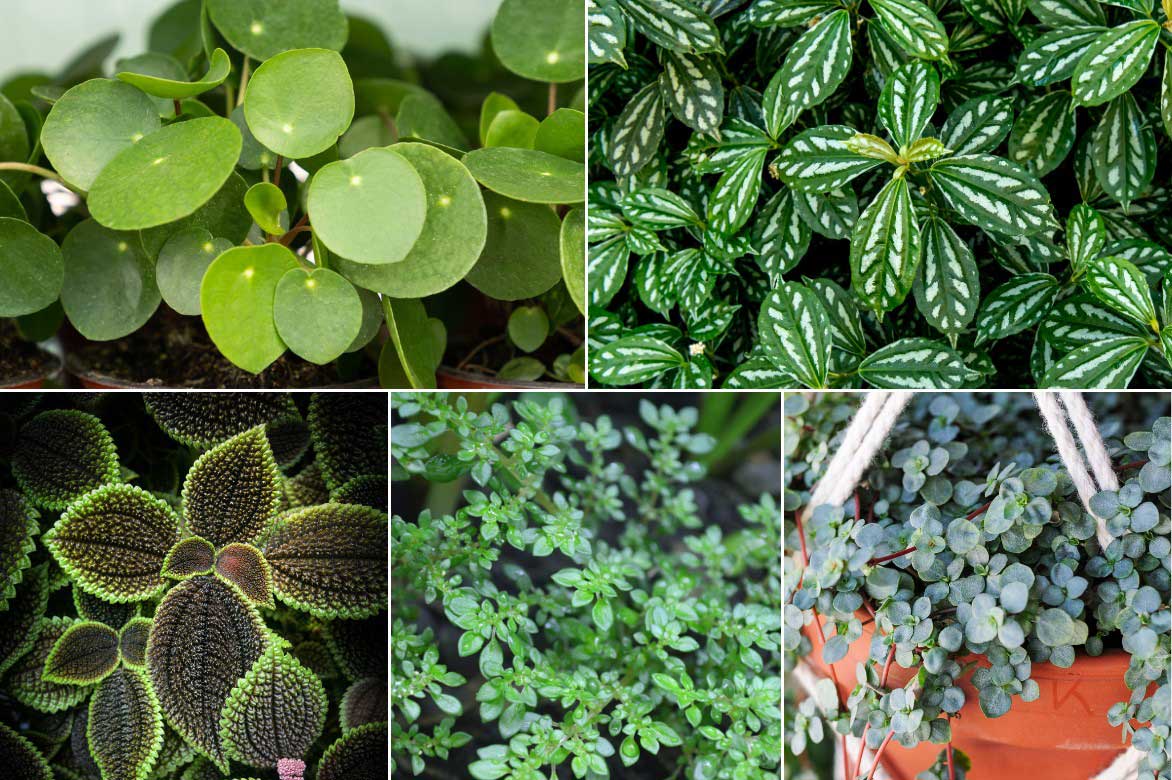 Diversité des espèces de Pilea