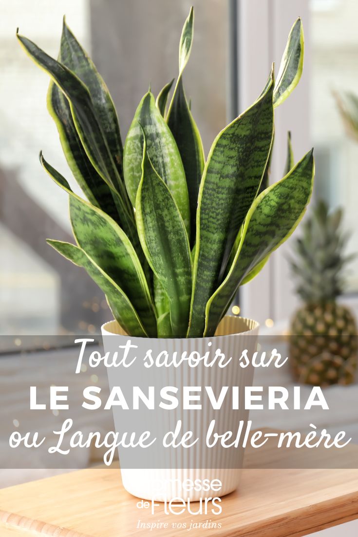 Sansevieria