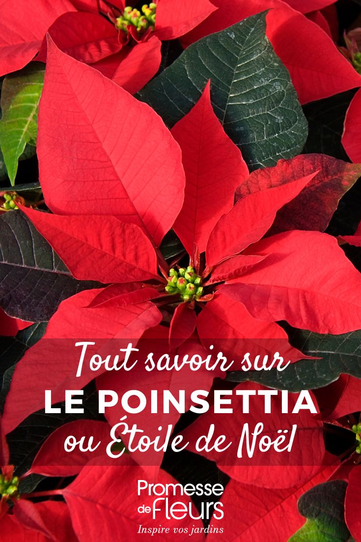 Poinsettia