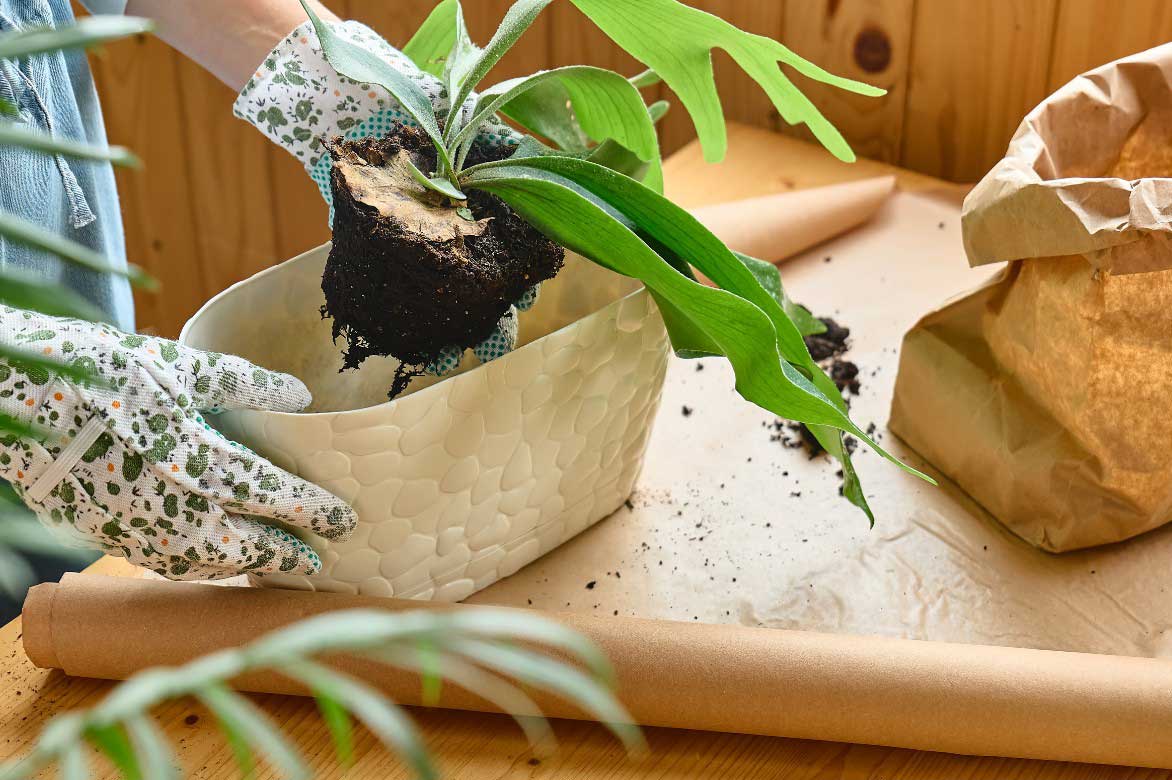 Plantation d'un Platycerium en pot