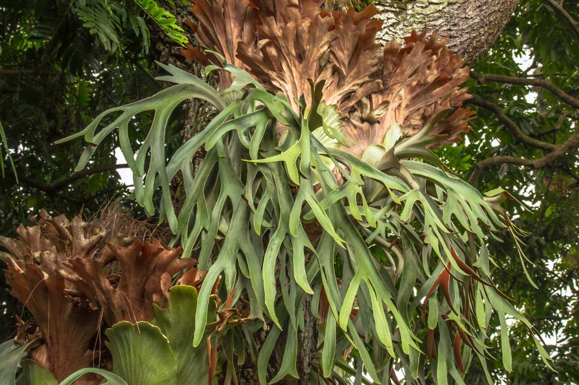 Platycerium bifurcatum