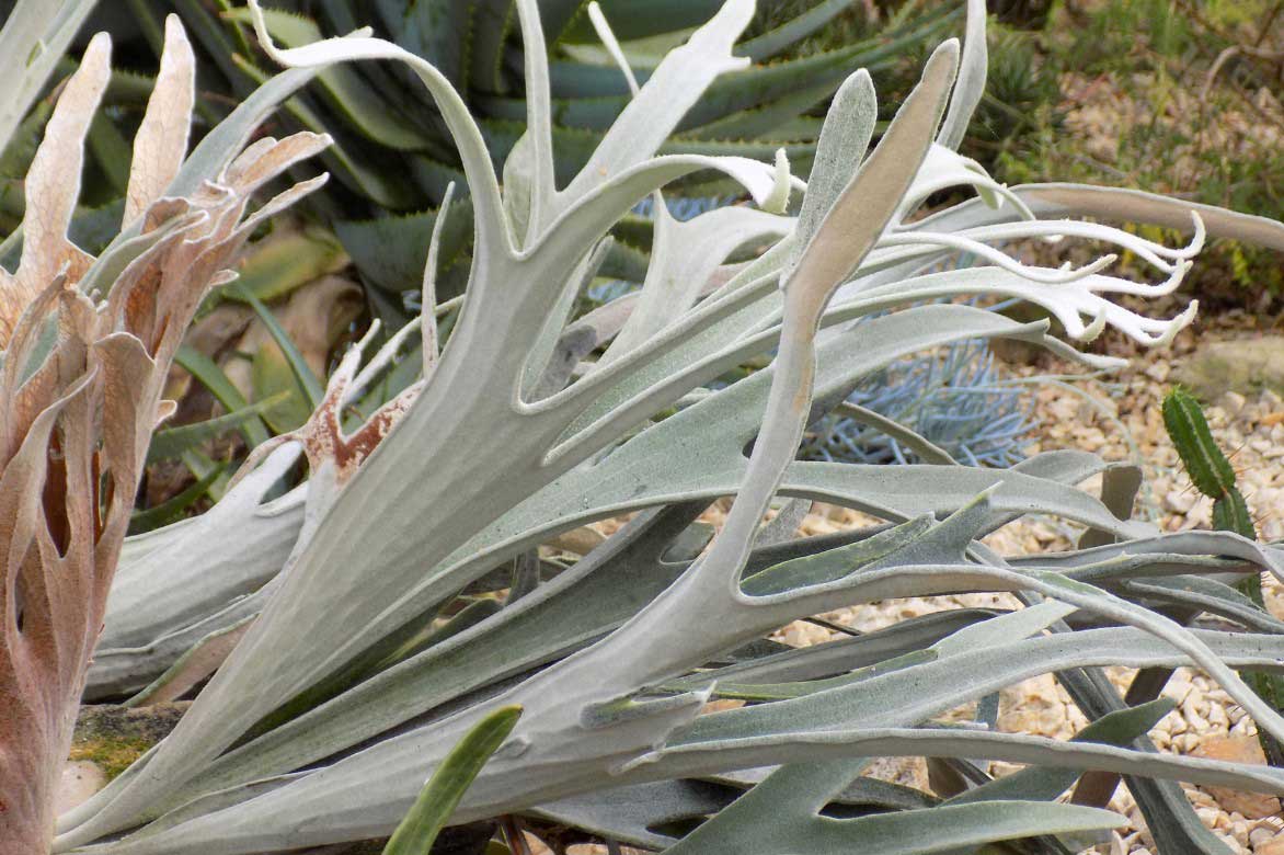 Platycerium aux frondes argentées
