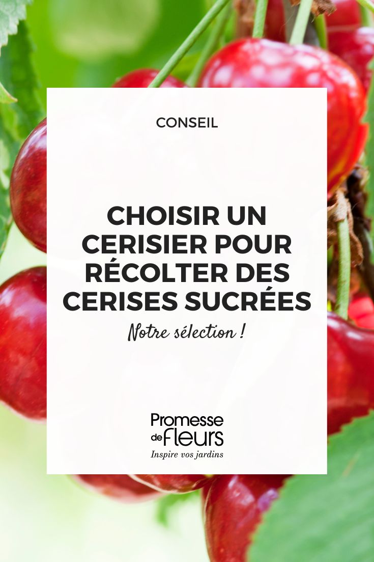 un cerisier au cerises sucrées