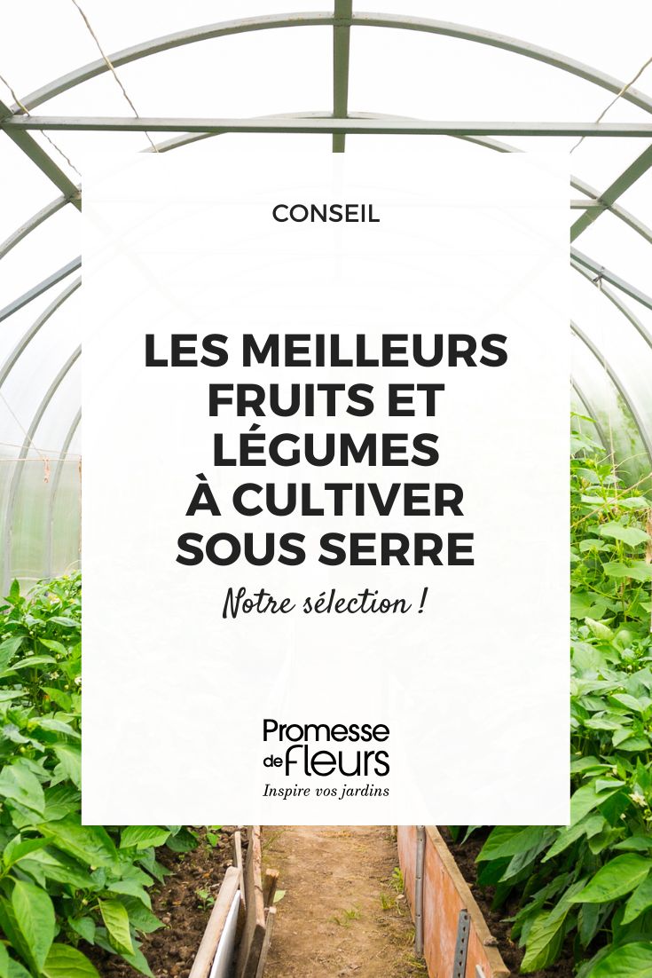 culture des légumes et fruits sous une serre
