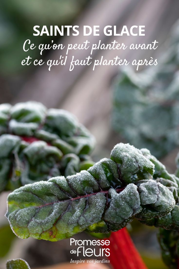 Plantation au potager ou au jardin et gelées tardives. Ici une Blette qui a pris un coup de gel.