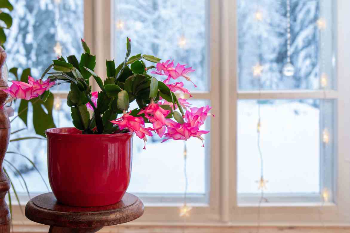 emplacement cactus de noel exposition