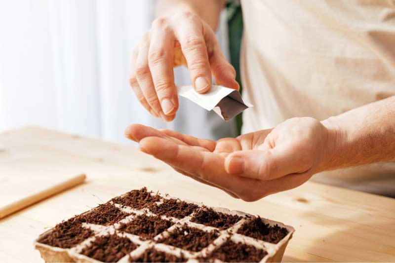 Comment semer les graines d'aubergine