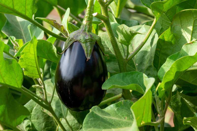 Reussir le semis de l'aubergine