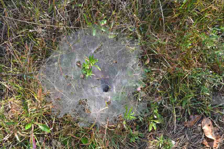 araignées efficaces au jardin