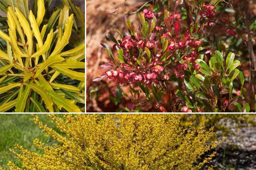 arbustes feuillage couleur bord de mer