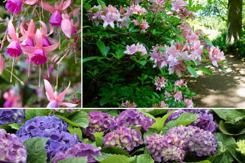 arbustes pour ombre littoral atlantique