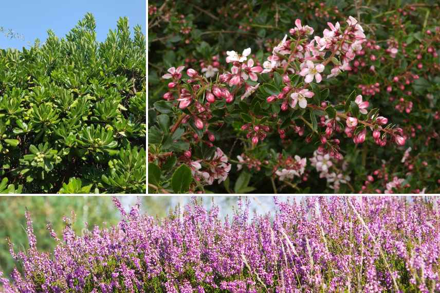 arbuste expo sud ouest jardin mer