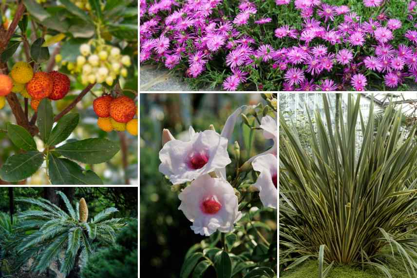 quelles plantes pour jardin bord de mer