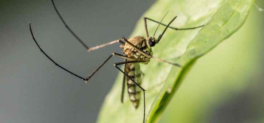 pieges pour moustiques bassin