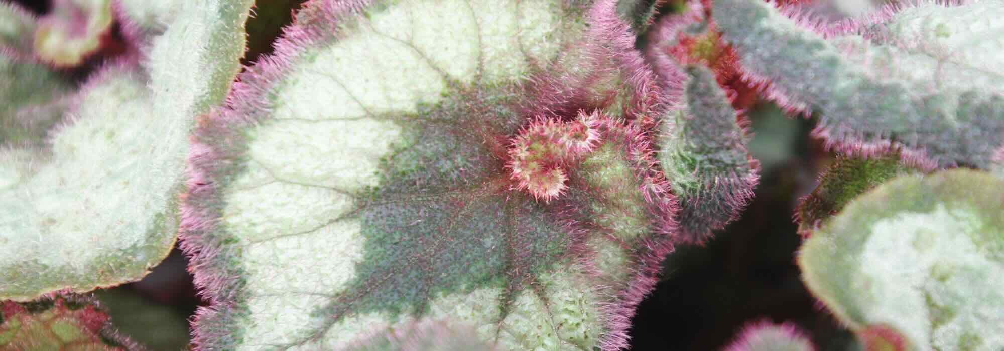 Bégonias d'intérieur, l'entretien au fil des saisons